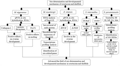 Editorial: Sex Determination and Developmental Mechanism of Crustacean and Shellfish